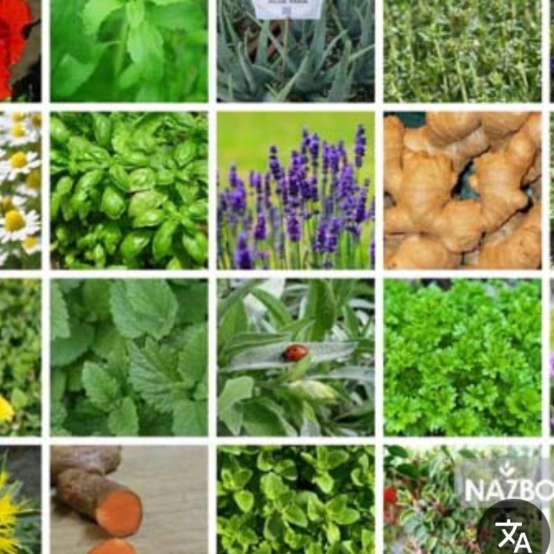 نبض سبز زندگی